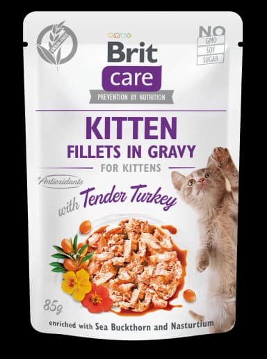 Kitten